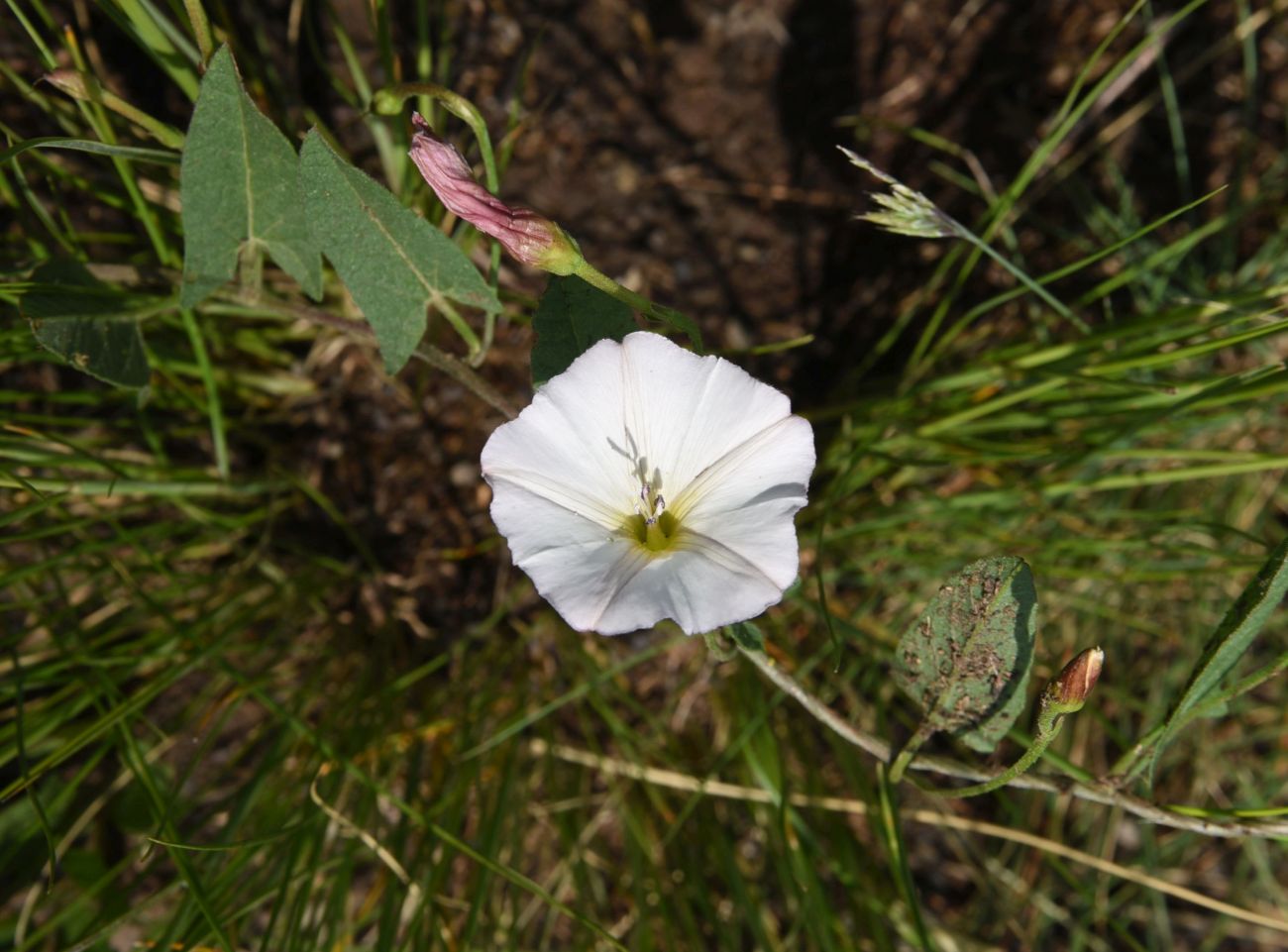 Image of Convolvulus arvensis specimen.