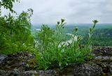 Aster alpinus
