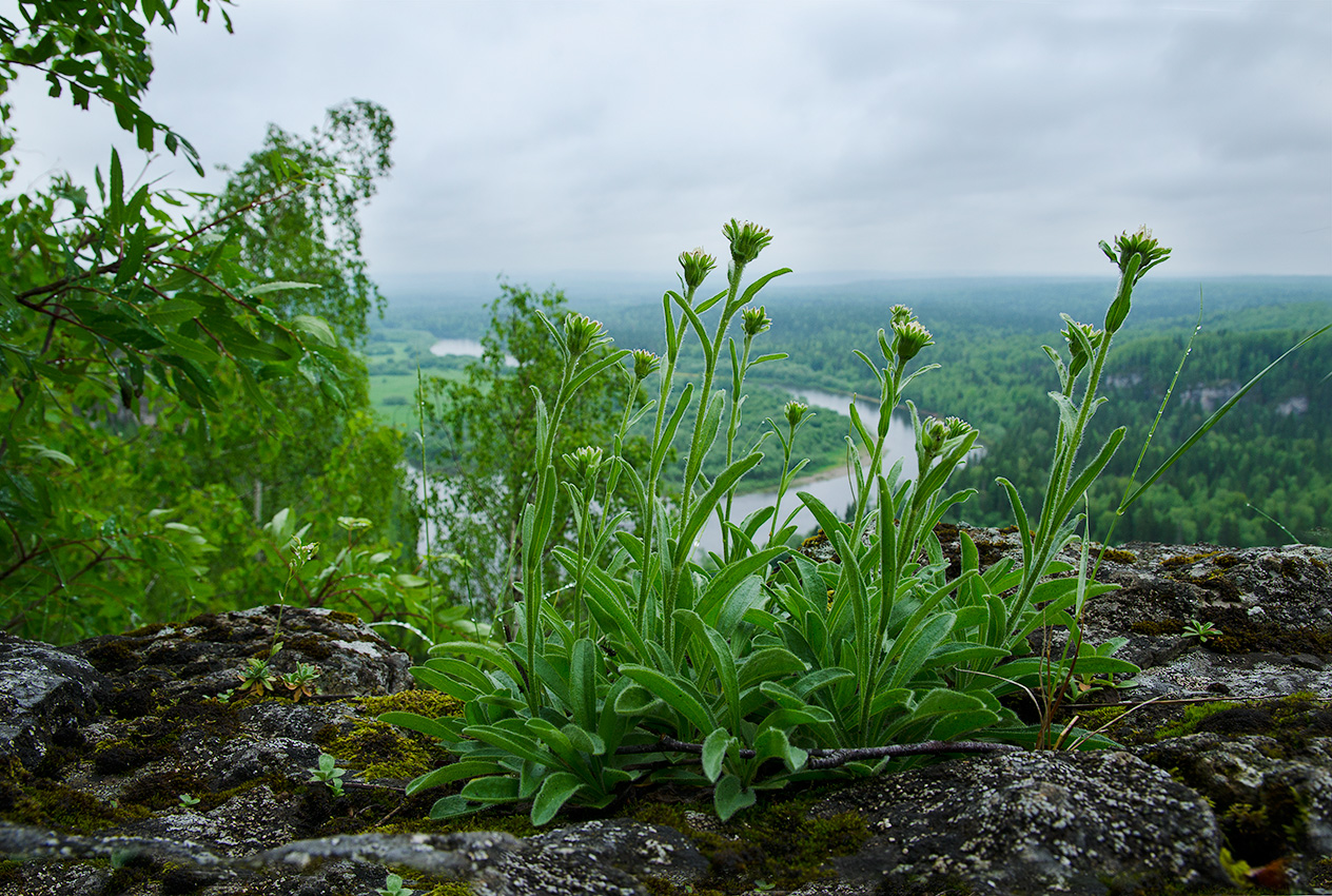 Image of Aster alpinus specimen.