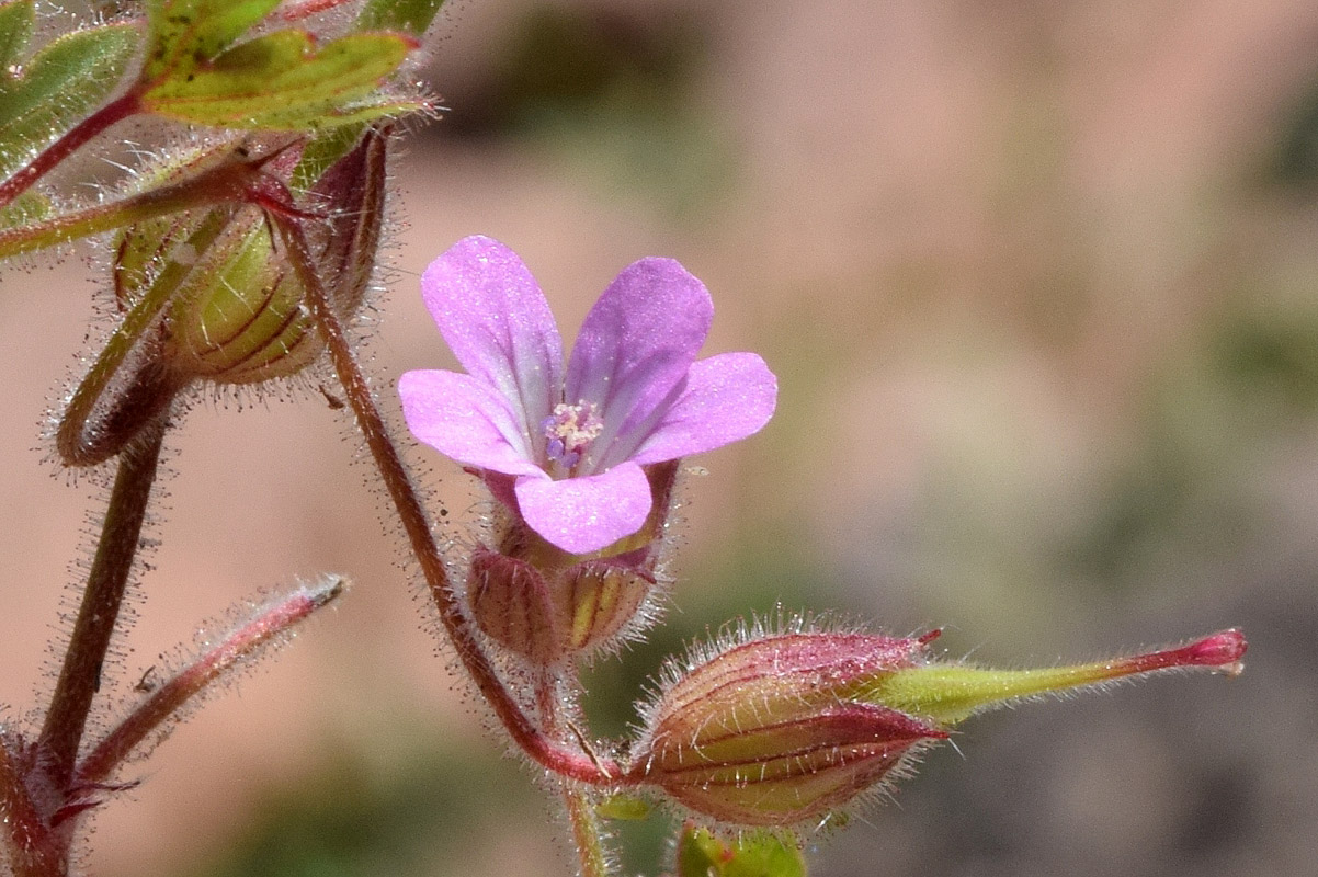 Image of Geranium rotundifolium specimen.