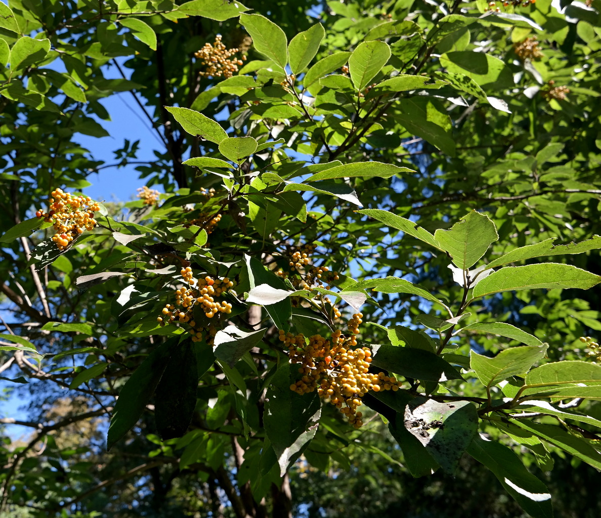 Image of Ehretia acuminata specimen.