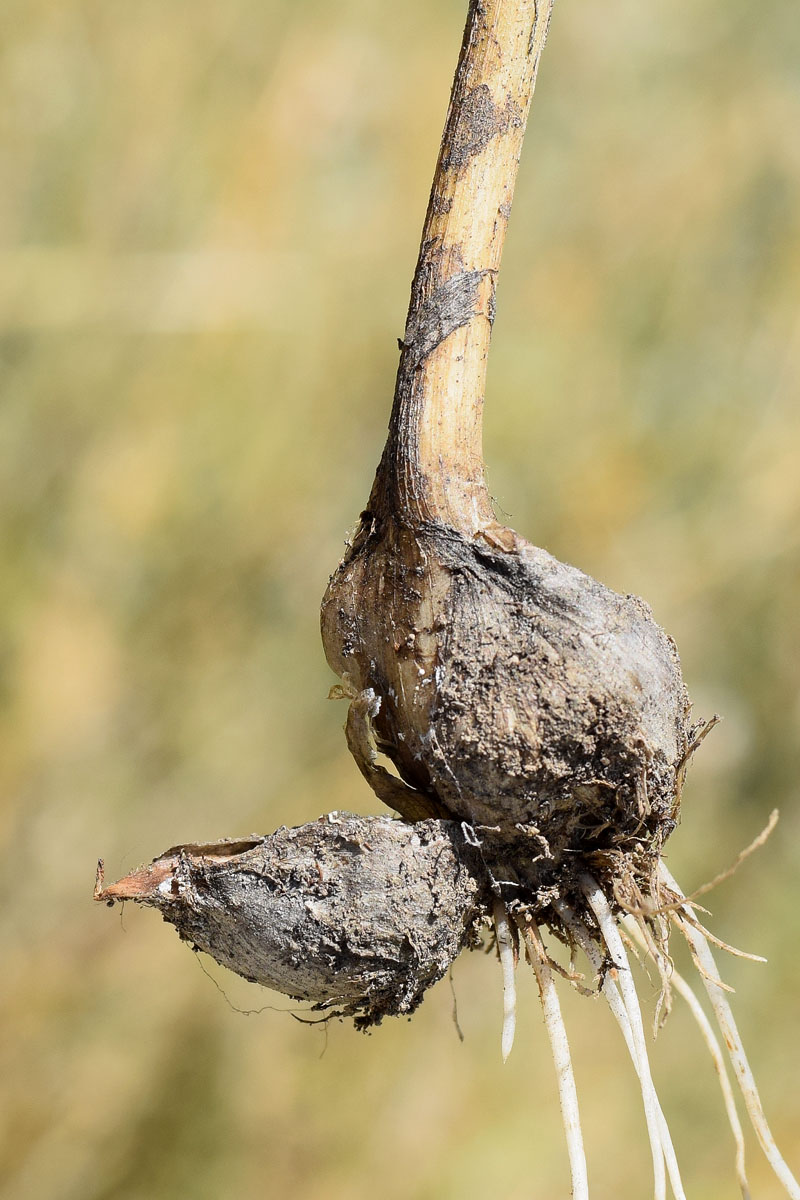 Image of Allium caesium specimen.