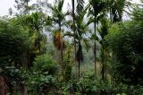 Areca catechu. Отплодоносившие растения. Шри-Ланка, рядом с входом в нац. парк \"Синхараджа\". 04.12.2022.