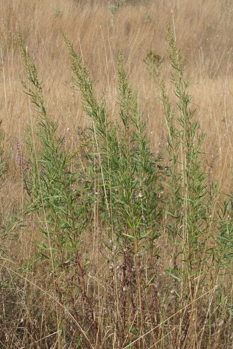 Изображение особи Artemisia dracunculus.