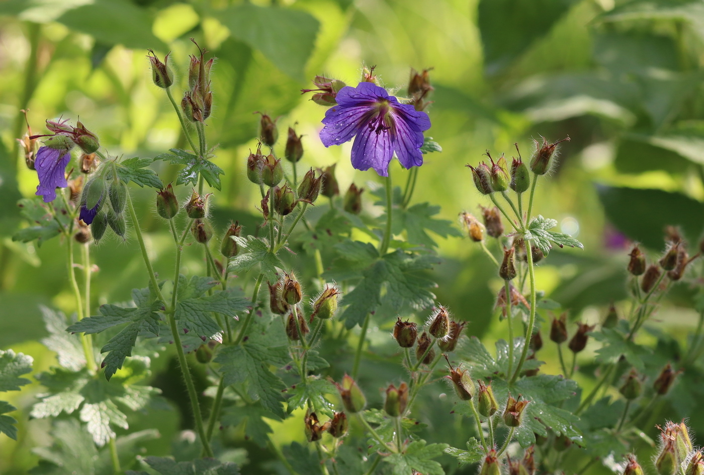 Image of Geranium &times; magnificum specimen.