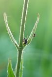 Silene viscosa. Часть побега с прилипшими насекомыми - самцом муравья Formica sp. и клопом. ДНР, Донецк, балка Бирючья, правый склон, степь. 06.06.2020.