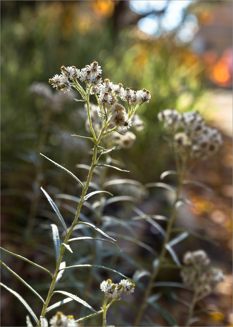 Image of Anaphalis margaritacea specimen.