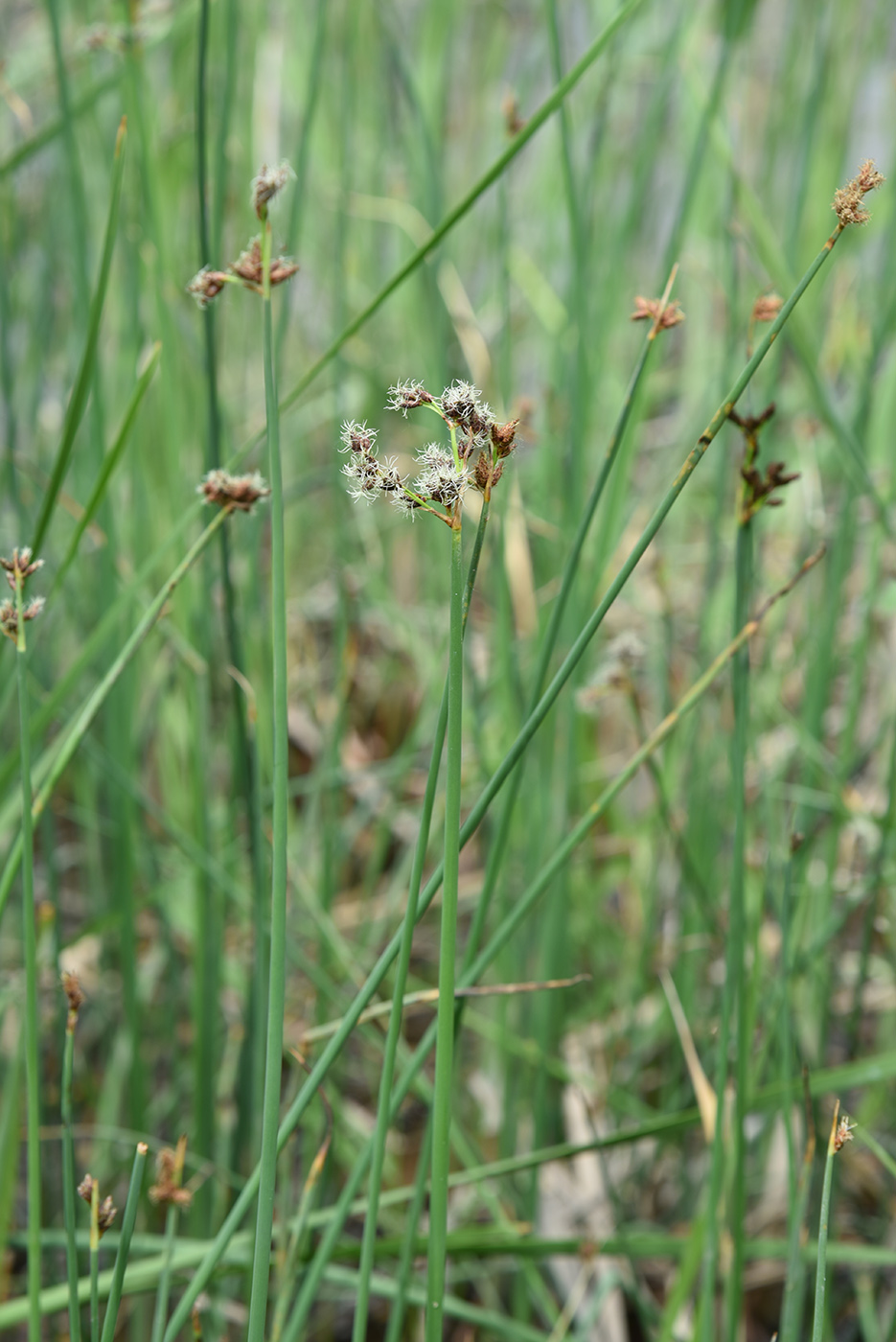 Image of genus Schoenoplectus specimen.