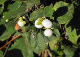 Symphoricarpos albus variety laevigatus. Соплодия и листья. Карелия, г. Петрозаводск, озеленение. 27.09.2015.