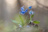 Scilla siberica