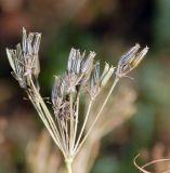 Chaerophyllum bulbosum