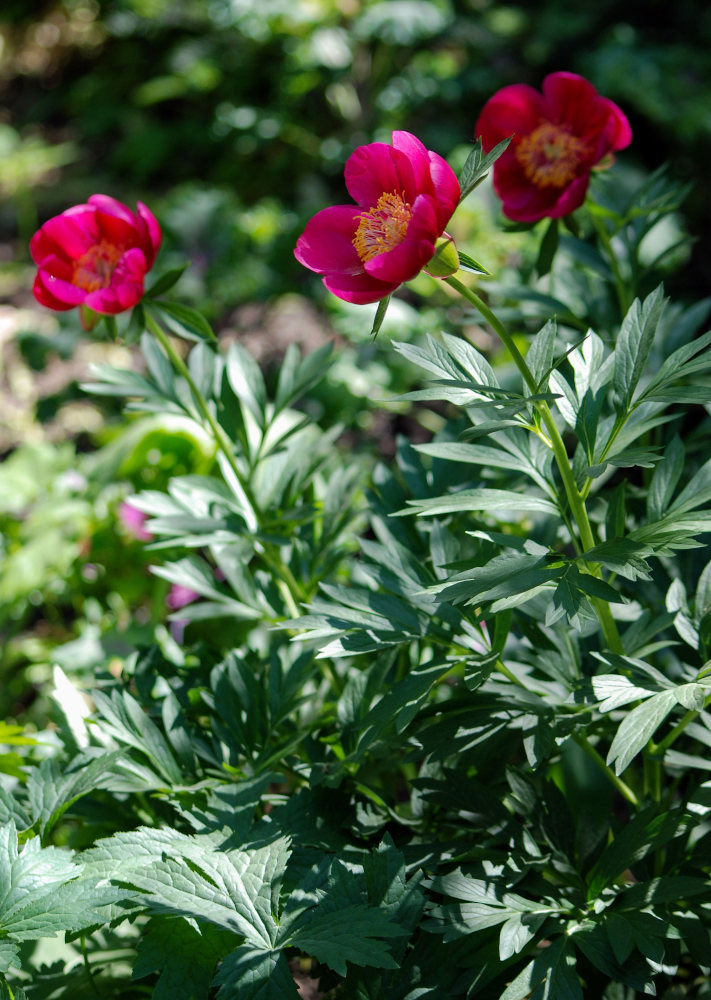 Изображение особи Paeonia peregrina.