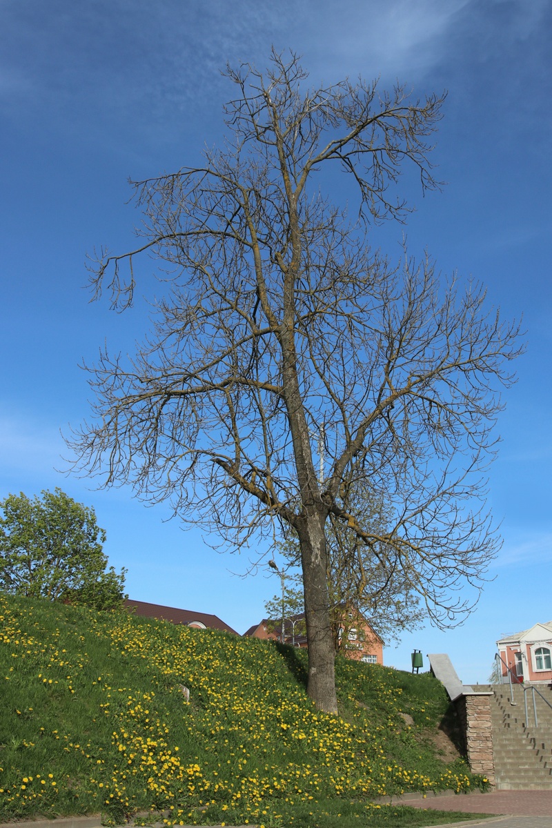 Image of Fraxinus excelsior specimen.