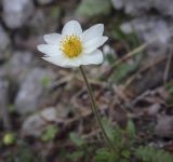 Dryas punctata