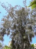 Casuarina equisetifolia. Крона взрослого дерева. Египет, мухафаза Александрия, г. Александрия, в культуре. 02.05.2023.