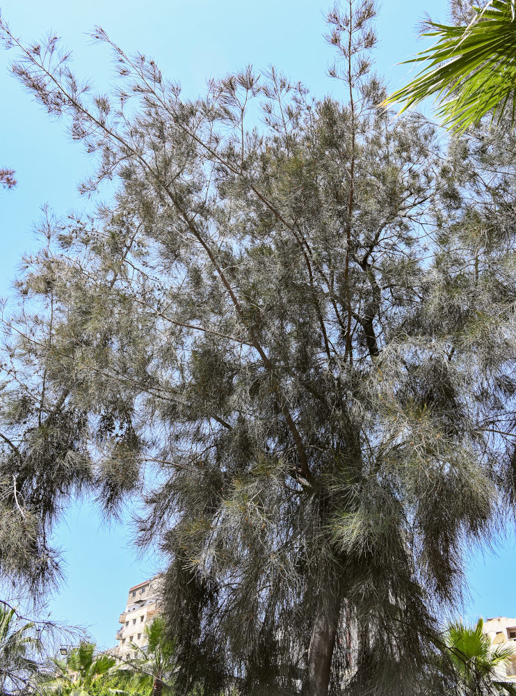 Image of Casuarina equisetifolia specimen.