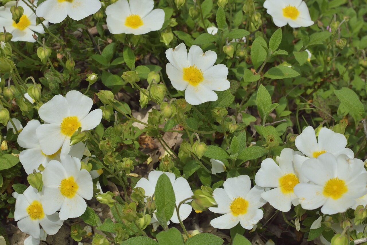 Изображение особи Cistus salviifolius.