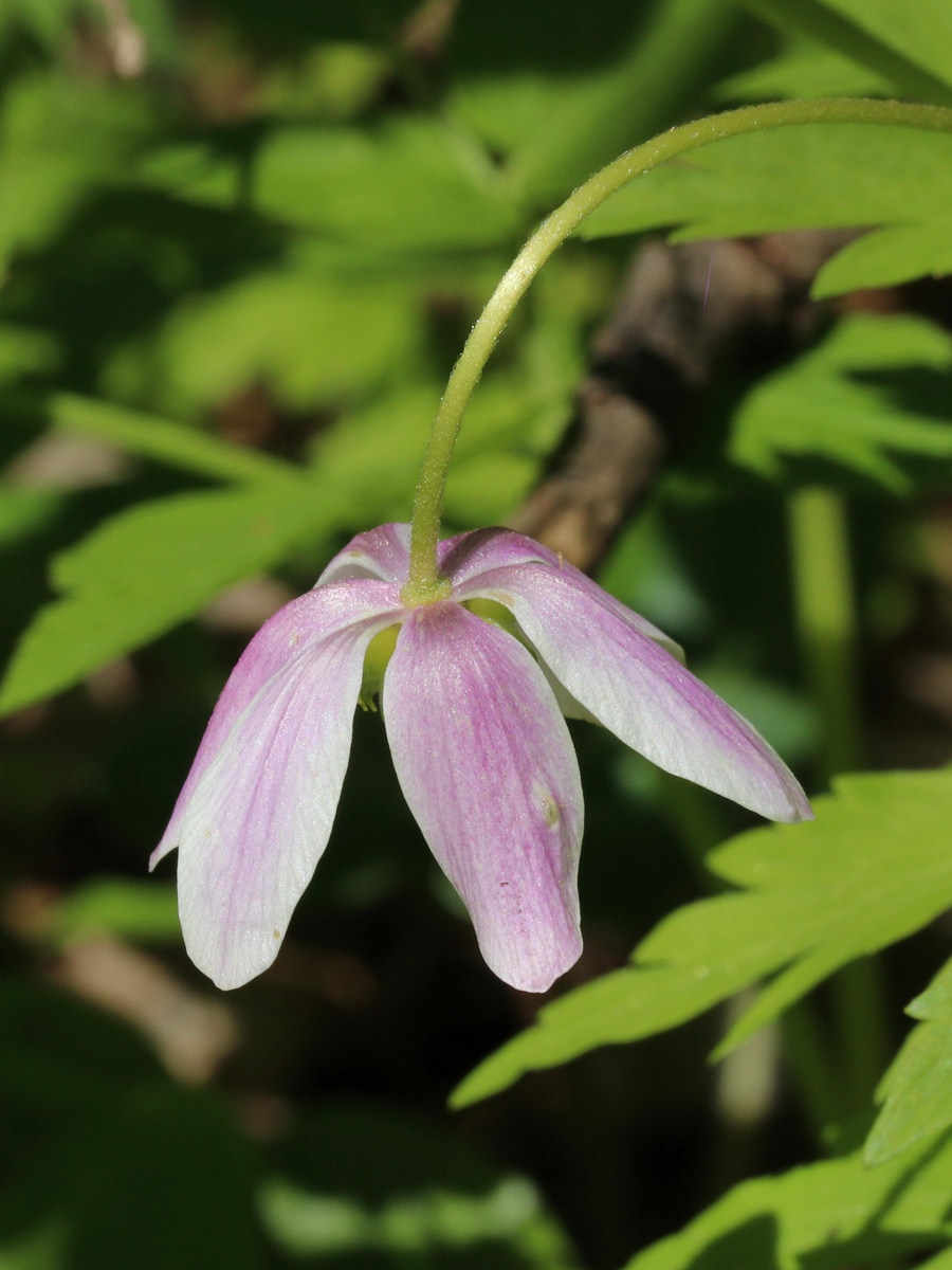 Изображение особи Anemone nemorosa.