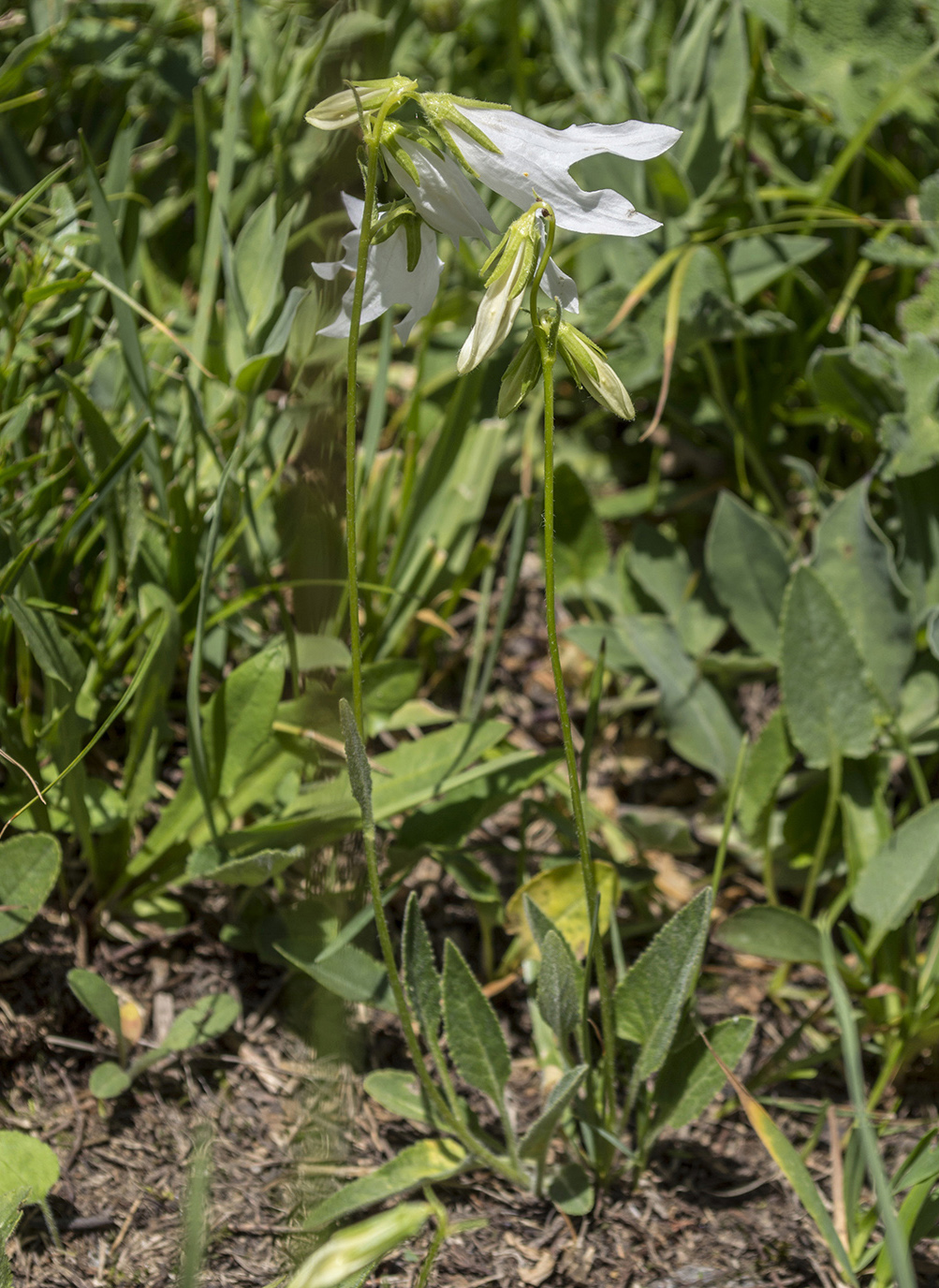 Image of Campanula collina specimen.