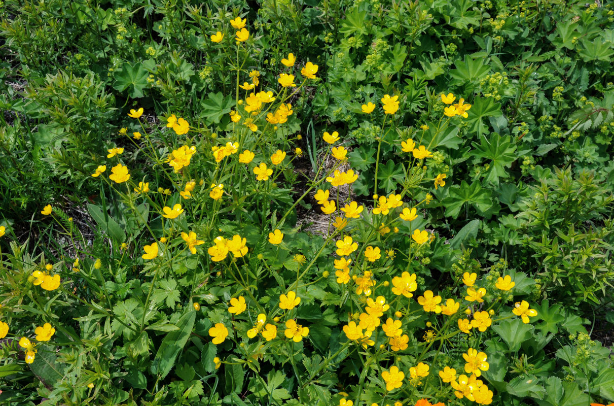 Image of Ranunculus grandifolius specimen.