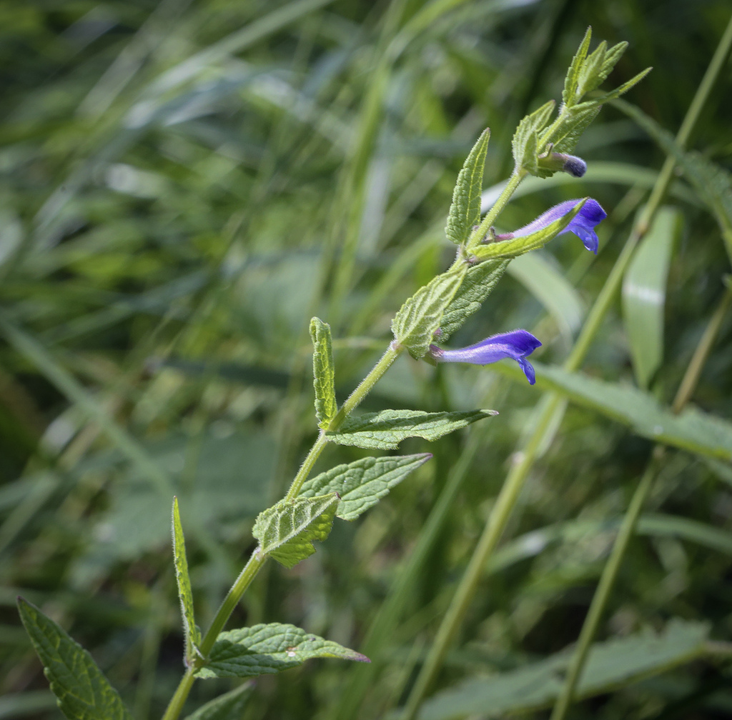 Изображение особи Scutellaria galericulata.
