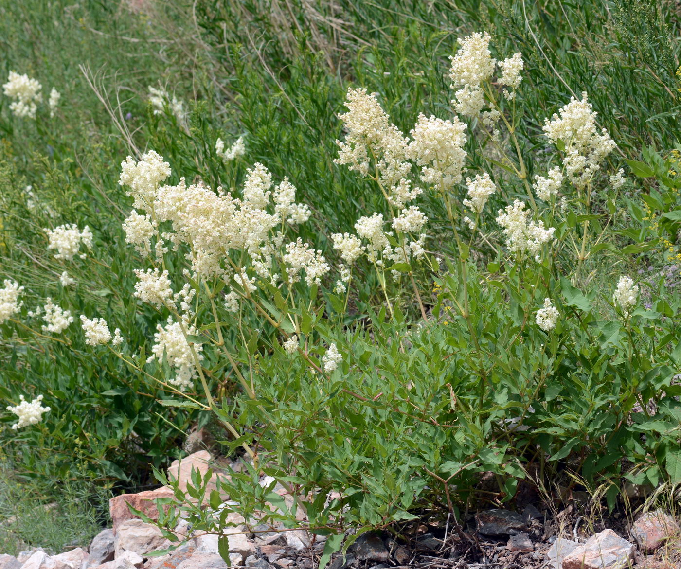 Изображение особи Aconogonon alpinum.