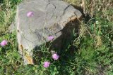 Scabiosa owerinii