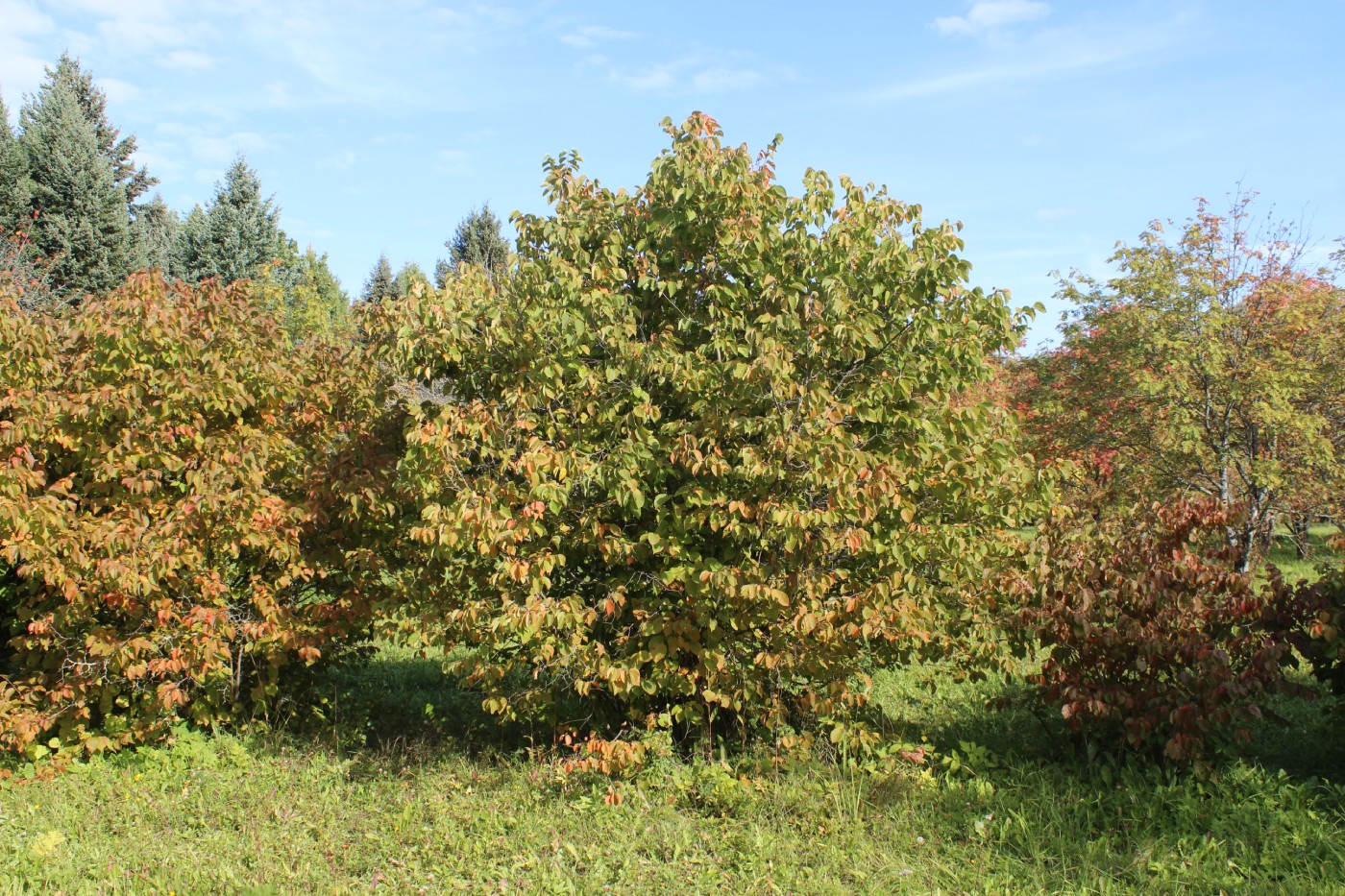 Изображение особи Corylus americana.