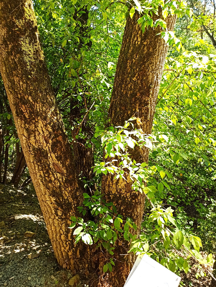Image of Fraxinus excelsior specimen.