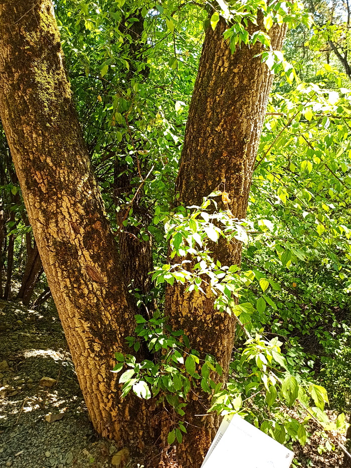 Изображение особи Fraxinus excelsior.