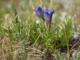 Gentiana septemfida. Цветущее растение. Карачаево-Черкесия, Урупский р-н, хр. Загедан, долина Ацгарских озёр, ≈ 2500 м н.у.м., морена между средними озёрами, альпийский луг. 09.08.2023.