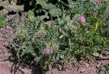 Cirsium semenowii