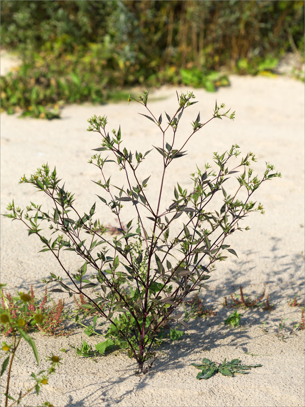 Изображение особи Bidens frondosa.