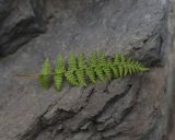 Woodsia caucasica. Вайя с сорусами (вид на абаксиальную поверхность). Чечня, Шаройский р-н, бассейн р. Цесиахк, нижняя часть долины левого притока, в щели скалы. 11 августа 2023 г.