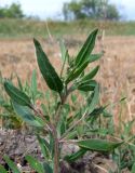 Atriplex gmelinii