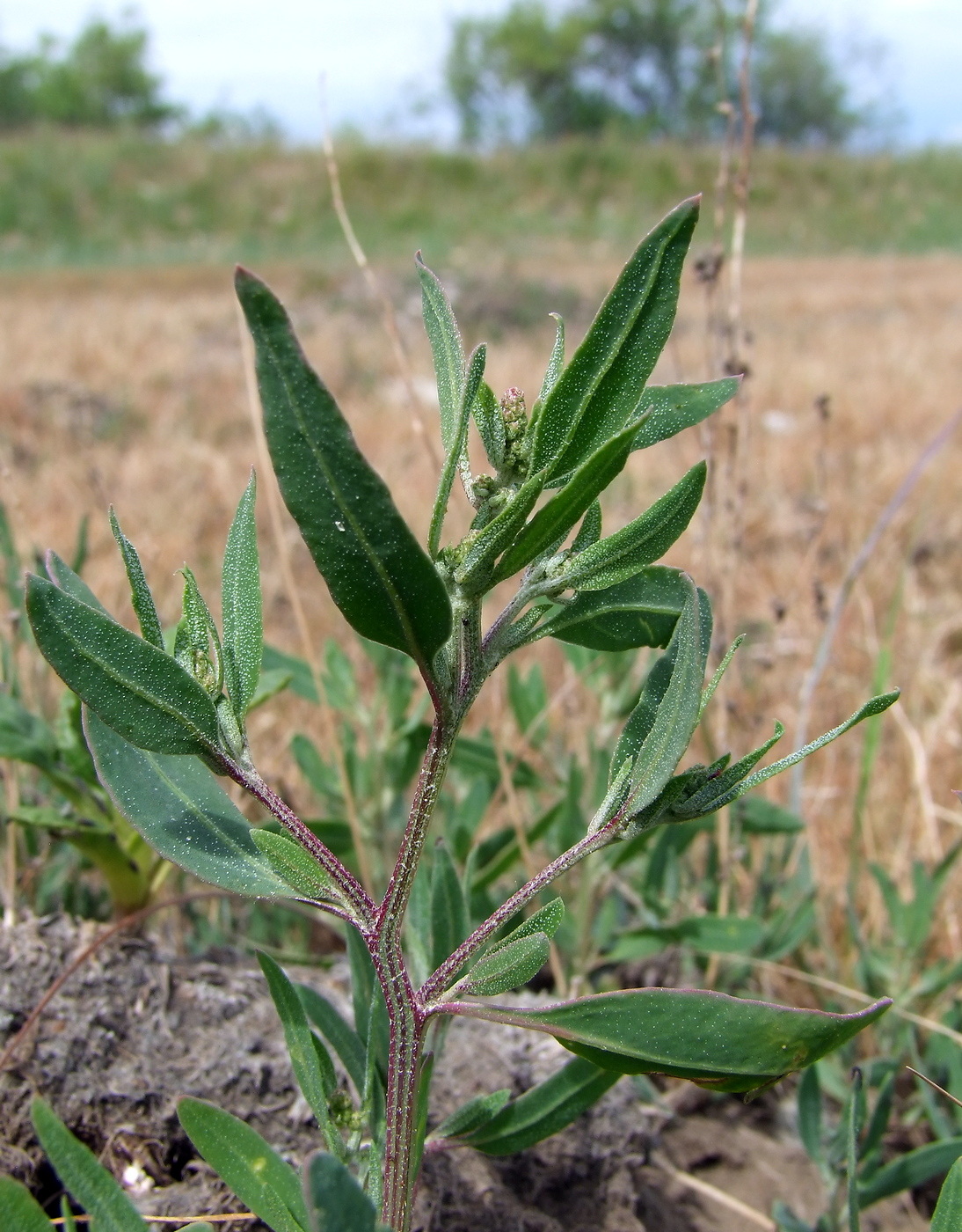 Image of Atriplex gmelinii specimen.