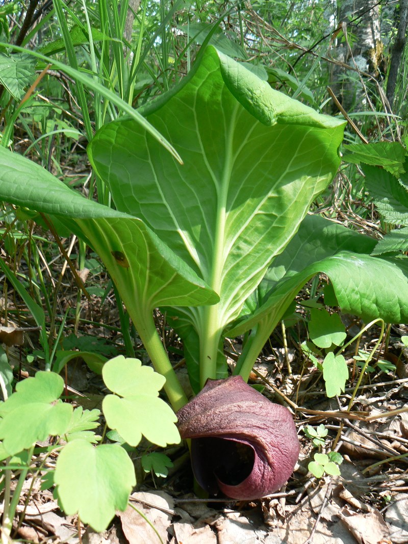 Image of Symplocarpus renifolius specimen.