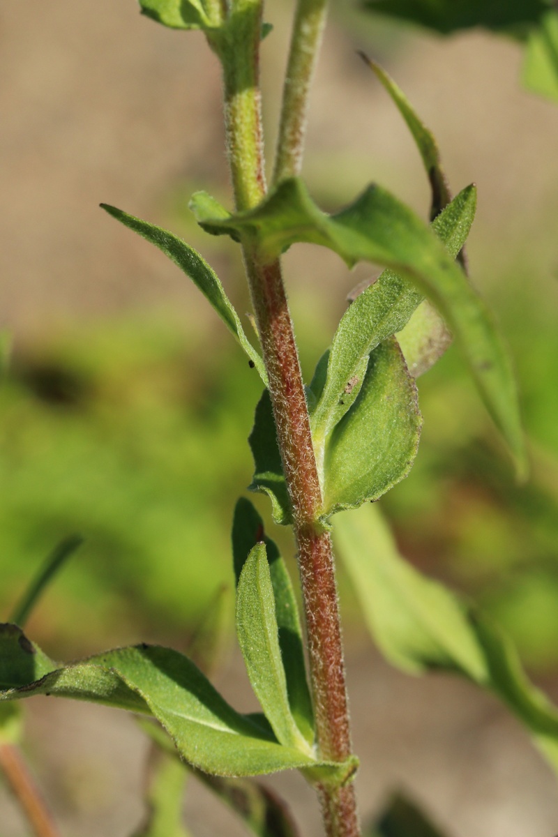 Image of Inula britannica specimen.