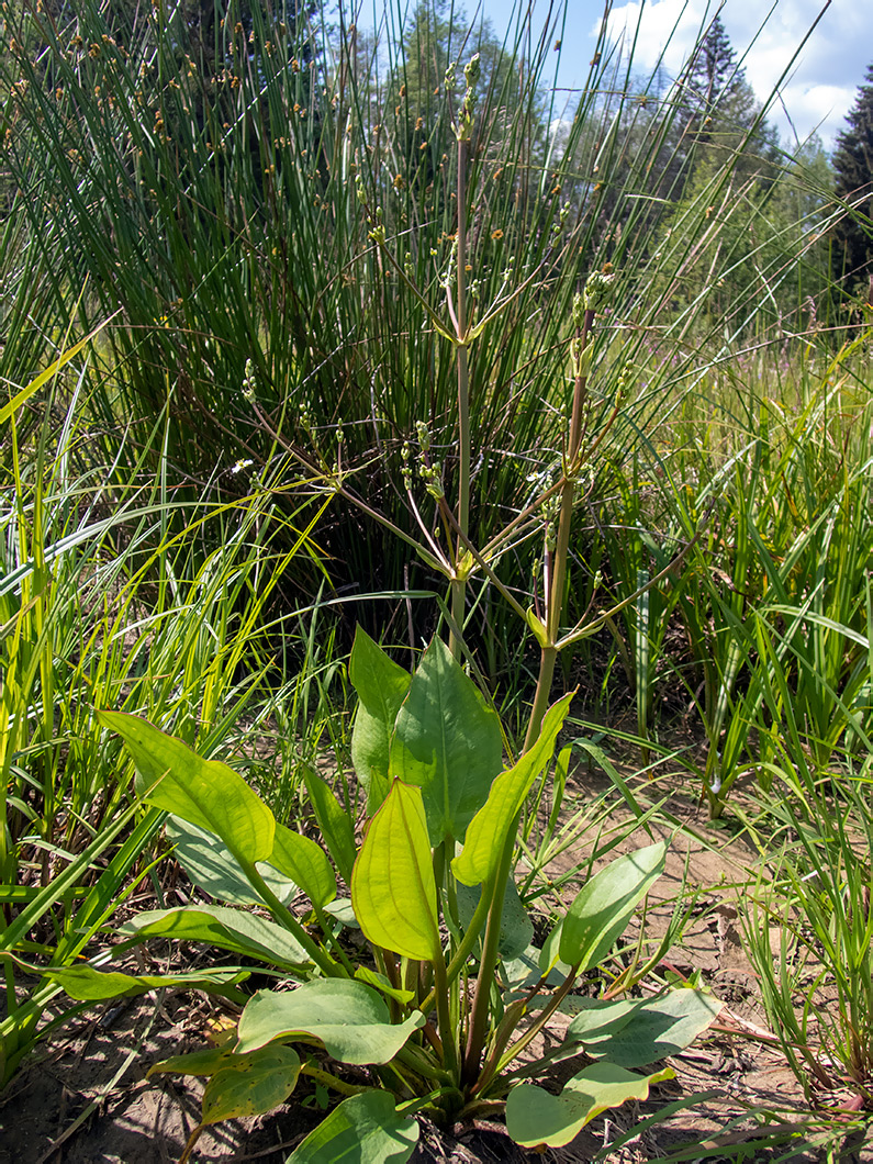 Image of Alisma plantago-aquatica specimen.