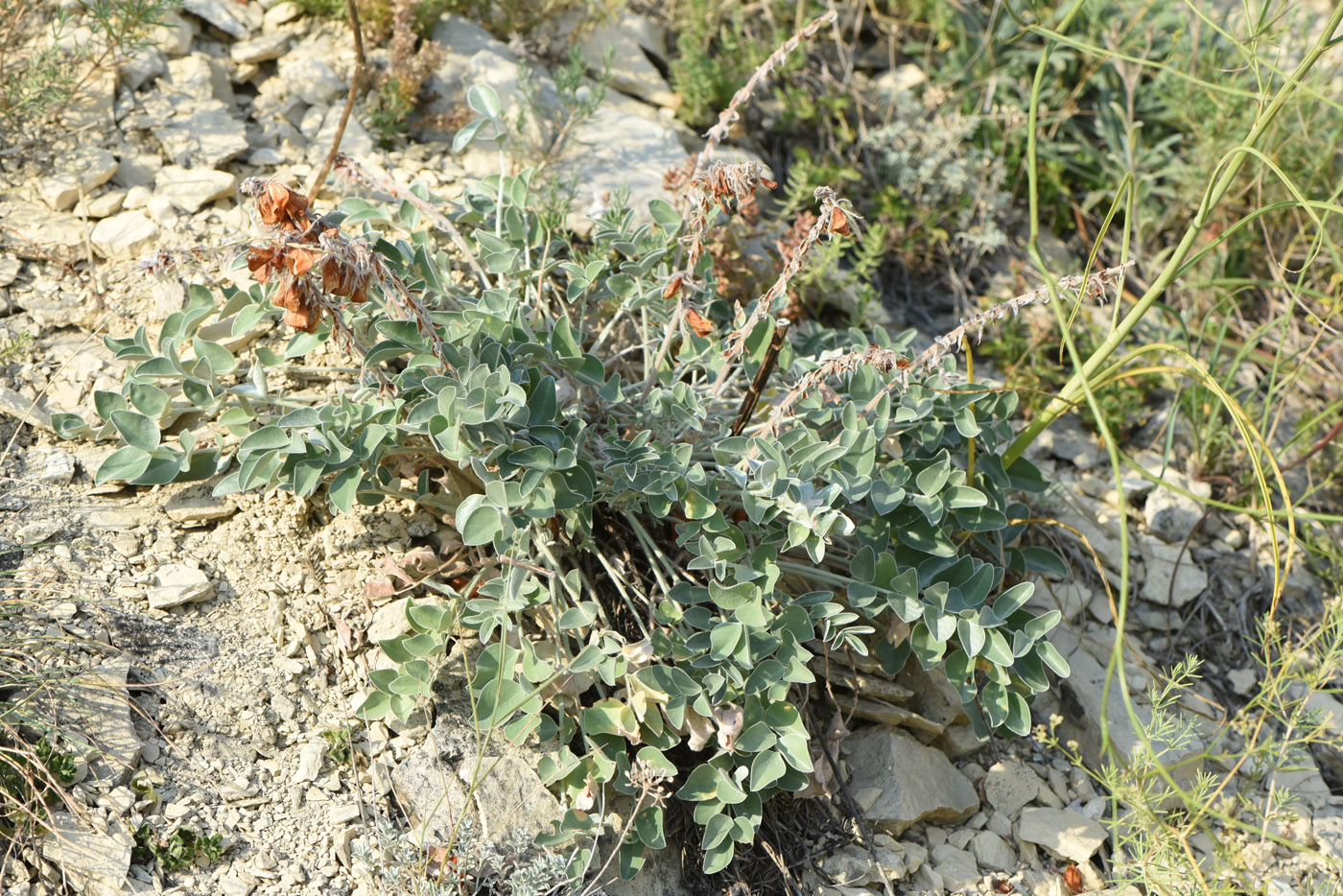 Image of Hedysarum candidum specimen.