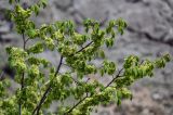 Ulmus minor. Верхушки ветвей с плодами и молодыми листьями. Дагестан, Гунибский р-н, с. Гуниб, Гунибская крепость, ≈ 1500 м н.у.м., каменистый склон. 03.05.2022.