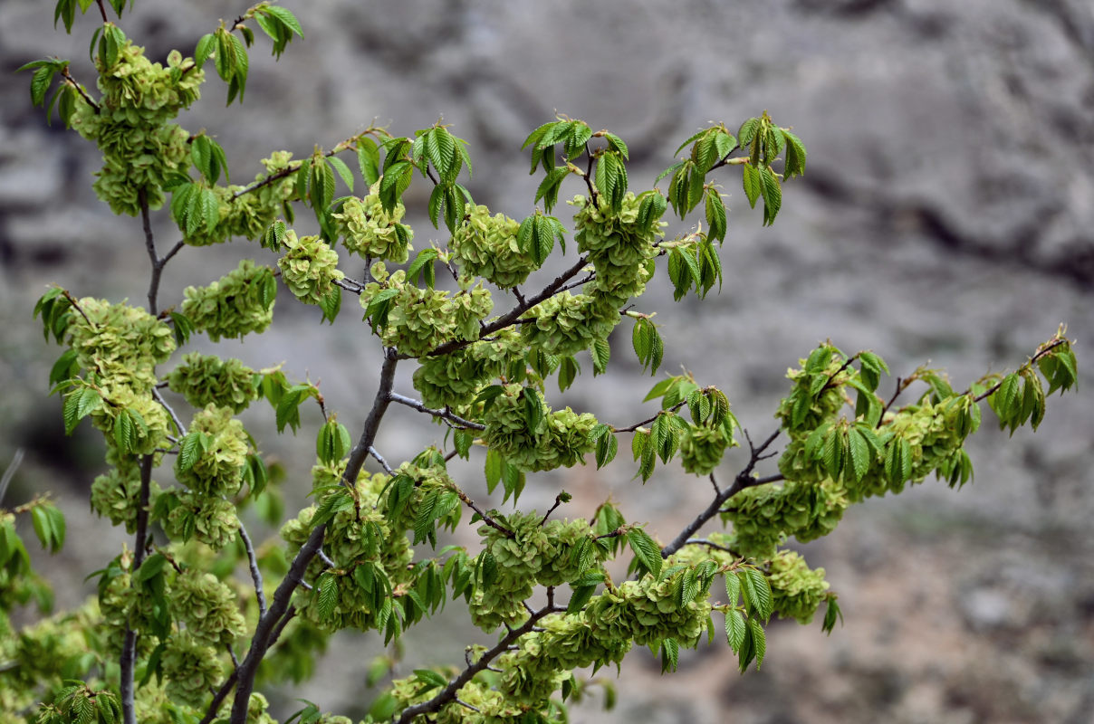 Изображение особи Ulmus minor.