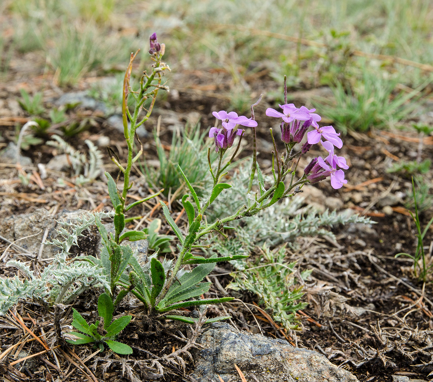 Image of Clausia aprica specimen.