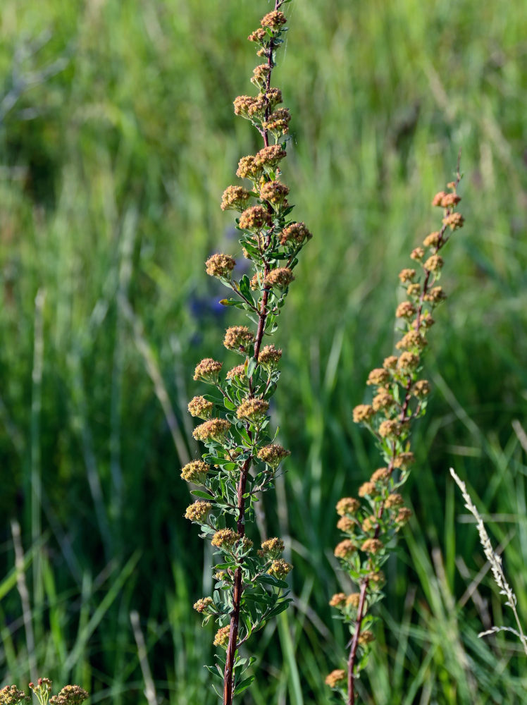 Image of Spiraea hypericifolia specimen.
