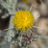 Centaurea solstitialis