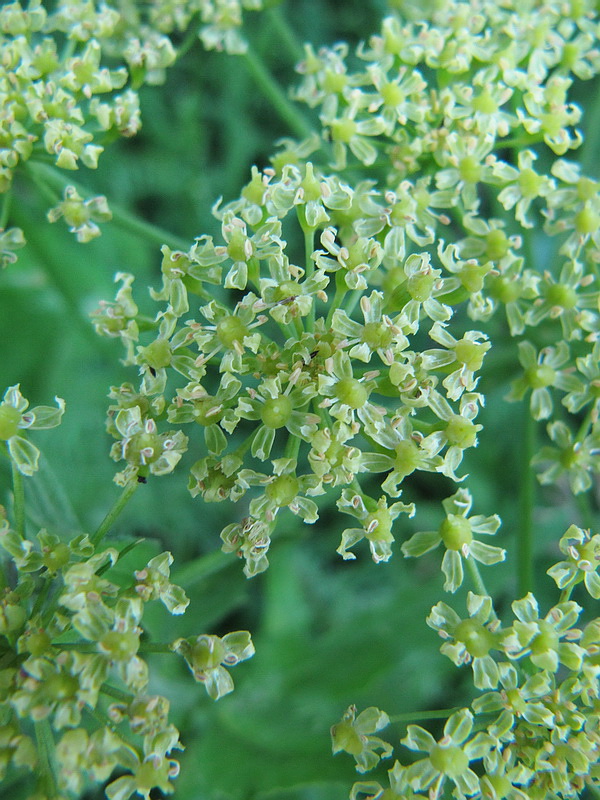 Изображение особи Heracleum sibiricum.