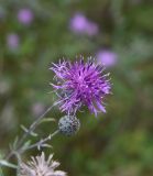 Centaurea scabiosa
