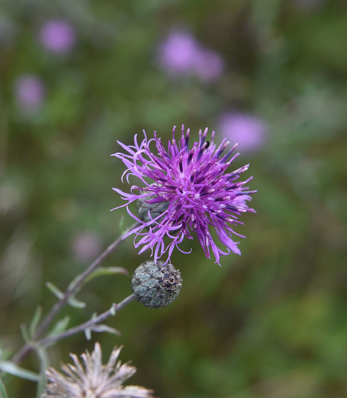 Image of Centaurea scabiosa specimen.