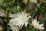Cichorium intybus
