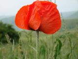 Papaver setiferum